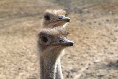 Aachener Zoo Aachener-Zoo-Strauss-006